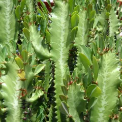 En närbild av en grön Euphorbia trigona med sina karaktäristiska taggar och små blad.