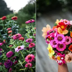 En bukett med färgglada zinnia direktsådd blommor, plockade från trädgården.