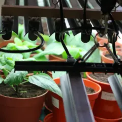 Små plantor i krukor växer under växtbelysning. Ljusstyrning är avgörande för deras utveckling.