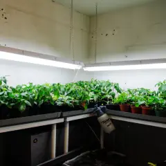 Rader av plantor växer under lysrör 36w i ett växthus.