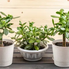 Tre frodiga Crassula ovata, även känd som paradisträd, står i vita krukor mot en träbakgrund.