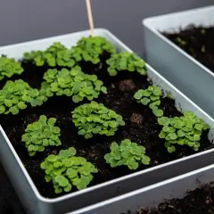 Små plantor av senapskål växer i vita krukor. En lila etikett med bokstaven B syns i bakgrunden.