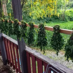 Buntar av örter, som oregano, hänger på tork på en veranda. Bakom syns en blomstrande träd och grönskande äng.