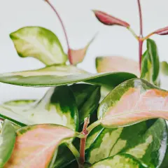 En närbild av en vacker hoya blomma med gröna, rosa och gulaktiga blad som skiftar i färg.