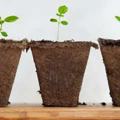 Tre små plantor, kanske en framtida tobaksplanta i kruka, växer till sig i bruna krukor på en trähylla.