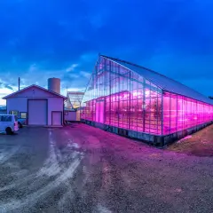 Ett växthus lyser upp med rosa sken från en hps lampa. Bredvid syns en villa och en industribyggnad.