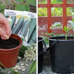Nelson Garden gurka: frö planteras i kruka, en planta växer i hink.