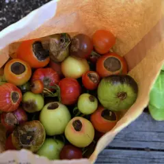 En påse med olika sorters tomater, vissa med blommorna kvar. Kanske behöver de kalcium till tomater för att undvika flugsvamp.