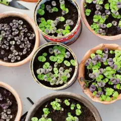Små basilika plantor i krukor och burkar, redo att plantera om. Gröna och lila blad spirar i jorden.