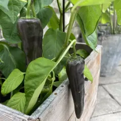 Mörk paprika planta med avlånga, mörklila frukter som hänger från grenarna.