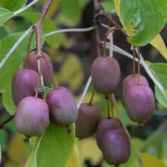 Små, lila kiwifrukter hänger mogna på en gren, redo att plockas. En vacker syn för den som vill odla kiwi.