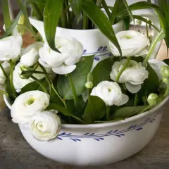 En bukett med vita ranunkler i en vit kruka med blått mönster. Blommorna är tätt packade med gröna blad.
