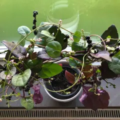 Malabarspenat med mörka bär och små rosa blommor. Vissa delar av malabarspenat är giftiga.