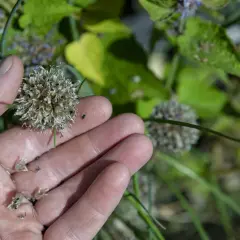 En hand håller en torkad blomställning med gräslök frö. Små, svarta frön syns i handen och på blomman.