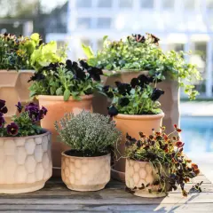 Vackra blommor i kruka utomhus, med mörka violer och örter, står på en träaltan vid en pool. Ett växthus syns i bakgrunden.