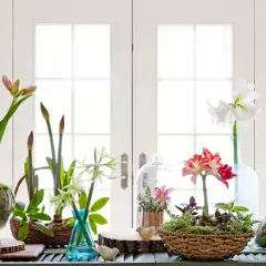 Flera amaryllis i glasburk och vaser, med blommor i rosa och vitt, samt knoppar.