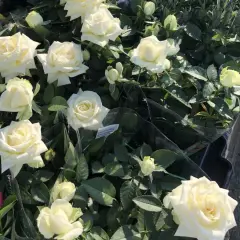 En grupp vita rosor i kruka, med några knoppar och gröna blad.