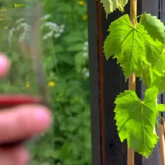Gröna vinrankor i Sverige, med en suddig hand som håller ett glas rött vin i förgrunden.