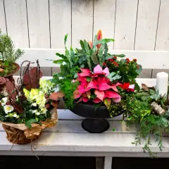 Vackra julblommor i kruka med amaryllis, julstjärna och granris. En vit ljuslykta fulländar julstämningen.