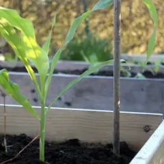 En ung majs växt växer i en upphöjd bädd, med solljus som lyser genom dess gröna blad.