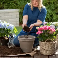 Kvinna planterar en vacker hortensia buske med rosa blommor i en kruka utomhus.