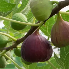 Fikonmognad på grenen. Gröna och mörklila frukter hänger bland stora, gröna blad. En dröm att odla fikon i Sverige!
