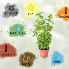 En grön planta växer i en kruka, omgiven av symboler för ljus, koldioxid, vatten, näring och temperatur, som alla påverkar dess tillväxt.