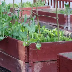 Odödliga ärtor klättrar i ett nelson garden. Röda pallkragar fylls med grönsaker.