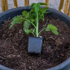 En liten tomatplanta i kruka, redo att planteras ut. Snart dags att binda upp tomaterna för att ge dem stöd.