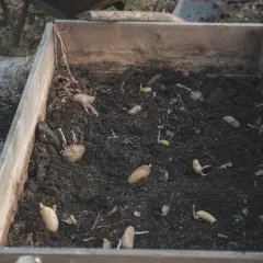 Potatis som börjat gro i en odlingslåda, redo att kupa potatis.