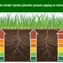 Gräsrötter som sträcker sig ner i jorden, med färgade staplar som visar hur pH-värdet påverkar näringsupptaget.