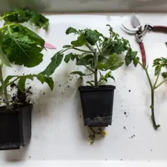 Tomater förbereds för omplantering. En sekatör ligger redo för att klippa tomater och ge dem ny tillväxt.