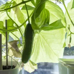 Gröna partenokarp gurkor växer på en planta i kruka, med stora blad som lyser i solljuset.
