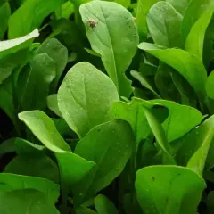 En närbild på frodig ruccola som växer. En liten fluga sitter på ett blad. Perfekt för att odla ruccola hemma.