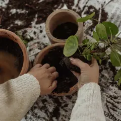 Händer som planterar om blommor i nya krukor med jord.