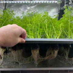 En hand inspekterar frodiga gröna plantor med synliga rötter i ett hydroponiskt system. Silicium stärker rötterna för optimal tillväxt.