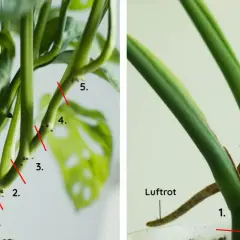 Monstera-sticklingar med numrerade snitt och luftrötter. Perfekt för att föröka din Monstera.