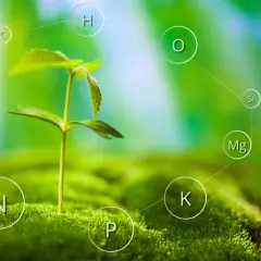 En liten planta växer ur mossa, omgiven av cirklar med kemiska symboler som visar dess näringsämnen, inklusive kaliumoxid (K).