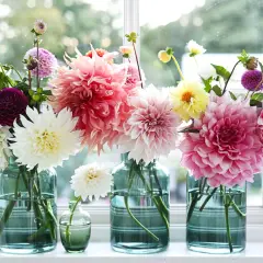 En bukett med dahlia jord i olika färger, från vitt och rosa till lila och gult, står i glasvaser på en fönsterbräda.