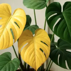 En monstera med slående gula blad lyser upp bland sina gröna syskon.