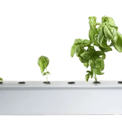 Fyra basilika plantor i olika stadier av tillväxt, från liten planta till frodig buske, i ett hydroponiskt system. En illustration av hur man kan odla basilika i vatten.