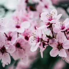 Mjukt rosa blommor av prunus cerasus, med sina fina ståndare, blommar i en drömsk, suddig bakgrund.