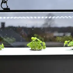Små plantor växer under en grow light garden.