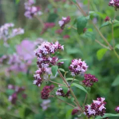 Vackra lila blommor på en ört i kruka, redo att förhöja smaken på din mat.