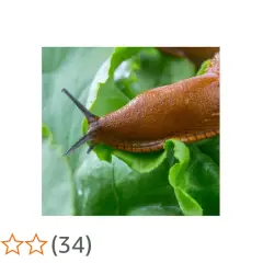 Brun snigel på gröna blad. En naturlig lösning för att bekämpa sniglar är att använda nematoder.