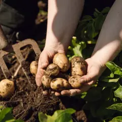Händer håller upp nyupptagna, jordiga potatisar. En grep ligger bredvid, redo för mer tidig potatis.