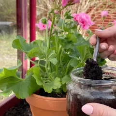 En hand tar kaffesump med en sked ur ett glasburk för att ge näring till en rabarberplanta.