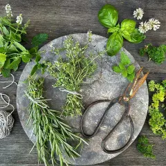 Färska örter som rosmarin, timjan och mynta ligger redo att torka. En rulle snöre och en gammal sax antyder förberedelser för att bevara smaken.