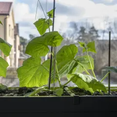 Små gurkplantor växer i en fönsterlåda, redo att odla gurka inomhus på vintern.
