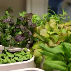 Små plantor av rödbladig senap och sallat växer i vita behållare. En gyllene etikett skulle passa perfekt här.